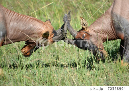 A very serious fight of two male antelopes A very serious fight of two male antelopes 70528994