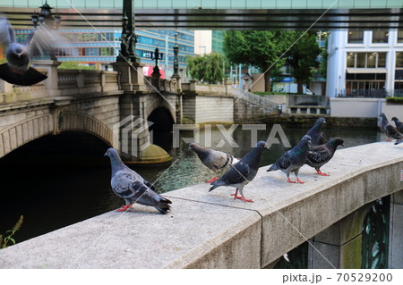 日本橋と麒麟と鳩 70529200