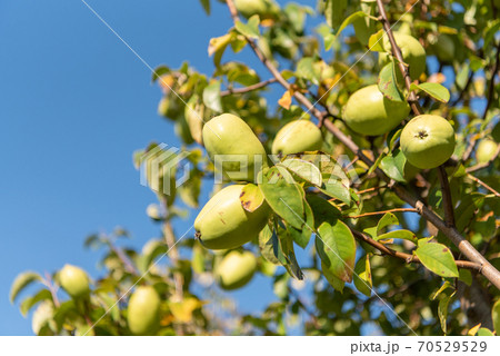 カリンの果実 カリンの果実 70529529
