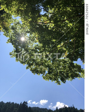 夏の高野山の木漏れ日 夏の高野山の木漏れ日 70529669