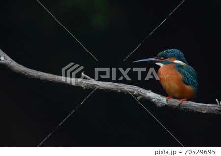 オスのカワセミ(根川緑道・立川公園/東京都立川市) オスのカワセミ(根川緑道・立川公園/東京都立川市) 70529695