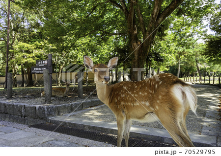 奈良公園の鹿　奈良県奈良市 70529795