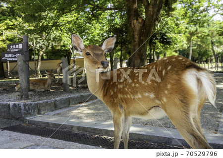 奈良公園の鹿　奈良県奈良市 70529796