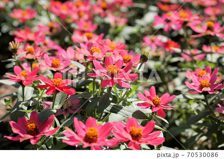 ジニア プロフュージョン 春夏花壇の主役の写真素材