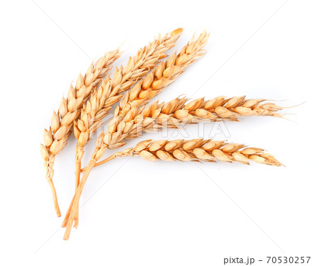 Wheat isolated on white backgrounds. 70530257