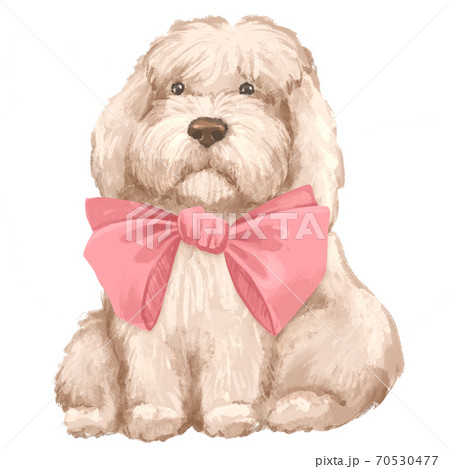 Cute fluffy white dog with pink bow. Isolated on white 70530477