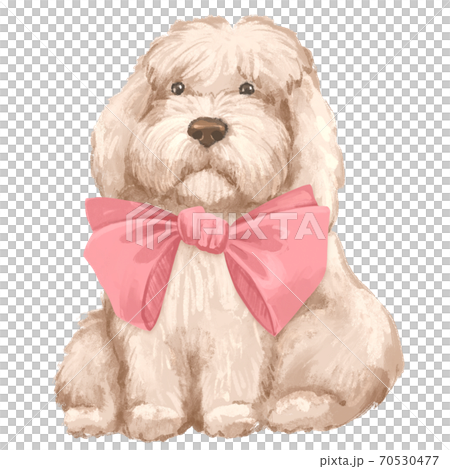 Cute fluffy white dog with pink bow. Isolated on white 70530477