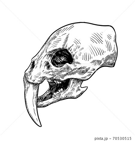 Graphical skull of saber-toothed tiger 70530515