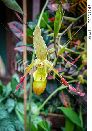 Orchid, phragmipedium grande, closeup view 70531268