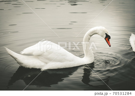 White swan swimming on a pond 70531284