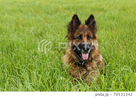 German shepherd dog sitting in the green grass. 70531342