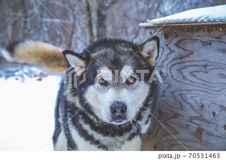 アラスカンマラミュートの写真素材