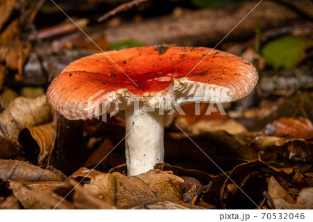 A closeup picture of an orange fungus in a forest. Dark brown and orange leaves in the background. Picture from Bokskogen, Malmo, Sweden A closeup picture of an orange fungus in a forest. Dark brown and orange leaves in the background. Picture from Bokskogen, Malmo, Sweden 70532046