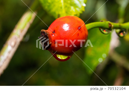 A closeup picture of red rose hip with a water droplet. Green leaves and dark background. Picture from Scania county, southern Sweden A closeup picture of red rose hip with a water droplet. Green leaves and dark background. Picture from Scania county, southern Sweden 70532104