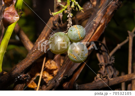 A closeup picture of grapes on a vine branch. Dark background. Picture from Scania county, southern Sweden A closeup picture of grapes on a vine branch. Dark background. Picture from Scania county, southern Sweden 70532105