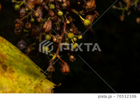 A closeup picture of unripe and overripe grapes on a vine branch. Dark background. Picture from Scania county, southern Sweden 70532106