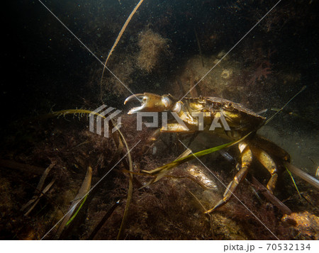 A closeup underwater picture of a crab and a bottle. Picture from Oresund, Malmo Sweden A closeup underwater picture of a crab and a bottle. Picture from Oresund, Malmo Sweden 70532134