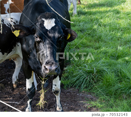 A black and white calf. Picture from Scania, southern Sweden A black and white calf. Picture from Scania, southern Sweden 70532143
