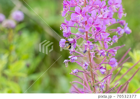 Beautiful violet wild flower with a bumblebee. Picture from Scania, southern Sweden 70532377