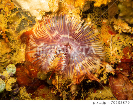 Feather star, Crinoid at a tropical coral reef near Puerto Galera, Philippines. Feather star, Crinoid at a tropical coral reef near Puerto Galera, Philippines. 70532379