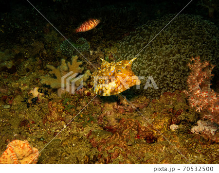 Thornback cowfish or Lactoria fornasini at a Puerto Galera tropical coral reef in the Philippines 70532500