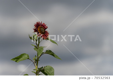A picture of a beautiful red sunflower with a bee in Lund, Sweden 70532563