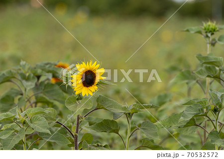 Picture of a middle-aged Asian woman, in her 50th, with a straw hat. Blue sky background 70532572