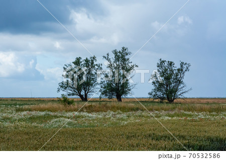 Three trees in a meadow with the blue ocean in the background. Dark clouds. Strong winds. Picture taken near Loddekopinge in Scania, southern Sweden 70532586