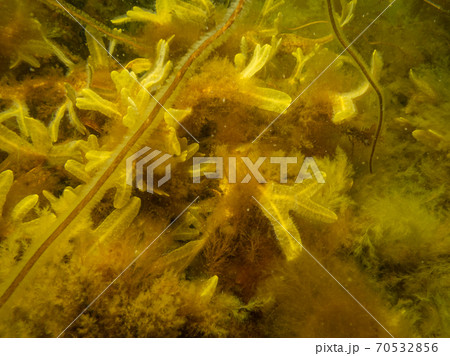 Closeup picture of Fucus vesiculosus, known by the common names bladderwrack, black tang, rockweed, bladder fucus, sea oak, cut weed, dyers fucus, red fucus, and rock wrack 70532856