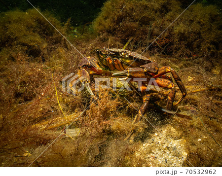 A closeup picture of a crab in a beautiful marine environment. Picture from Oresund, Malmo Sweden A closeup picture of a crab in a beautiful marine environment. Picture from Oresund, Malmo Sweden 70532962