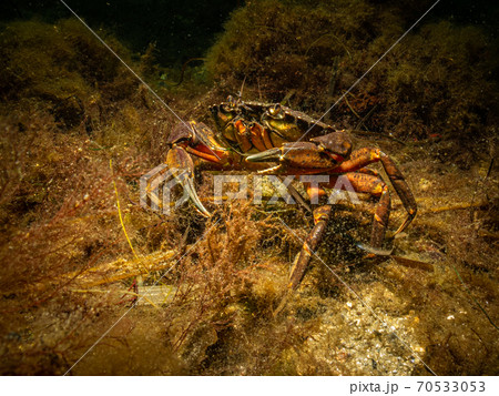 A closeup picture of a crab in a beautiful marine environment. Picture from Oresund, Malmo Sweden 70533053