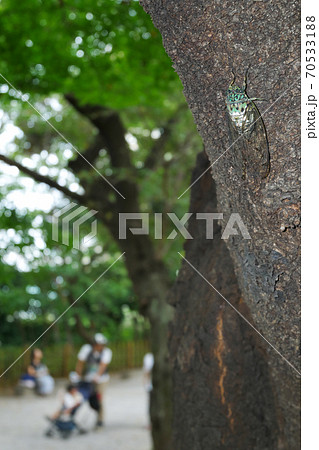 ミンミン蝉 ~夏の公園~ 3:2バージョン ミンミン蝉 ~夏の公園~ 3:2バージョン 70533188