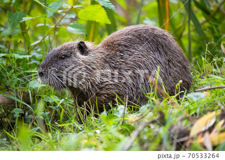 Nutria or Coypu (Myocastor coypus) Nutria or Coypu (Myocastor coypus) 70533264