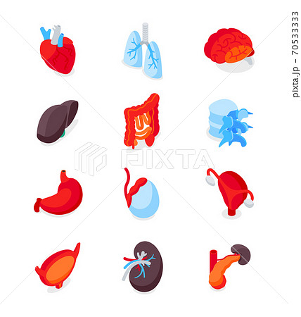 Human internal organs - modern isometric icons set 70533333