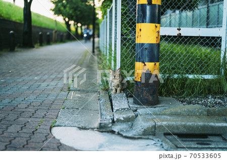 フェンスと注意鉄柱の麓に佇む野良猫 フェンスと注意鉄柱の麓に佇む野良猫 70533605