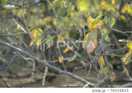 紅葉の時期の林、秋の葉と枝 70533615