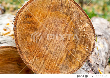 sawmill birch logs sawn closeup background wooden light beige sawmill birch logs sawn closeup background wooden light beige 70533708