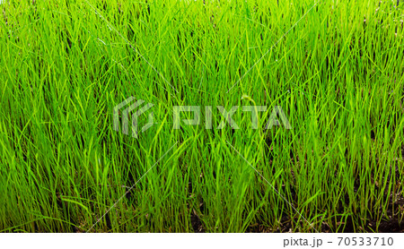 fresh green grass, lawn background fresh spring base 70533710