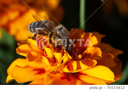 Honey bee collects pollen on a marigold Honey bee collects pollen on a marigold 70533812