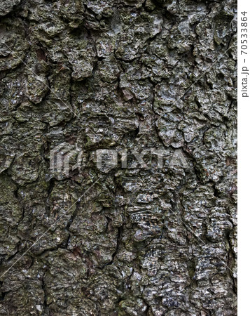 Closeup texture of spruce bark, natural background 70533864