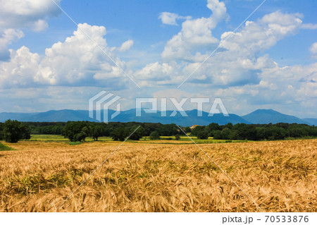 Rye field landscape over blue sky with clouds  70533876