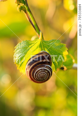 Snail siting on a grape leaf, close-up Snail siting on a grape leaf, close-up 70533884