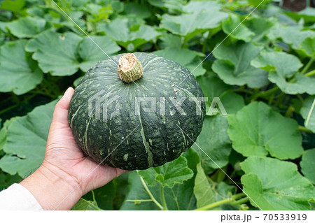 かぼちゃ畑とカボチャの実 収穫 7月 家庭菜園の写真素材