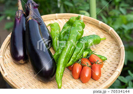 野菜の盛り合わせ 夏野菜の収穫 7月 家庭菜園の写真素材