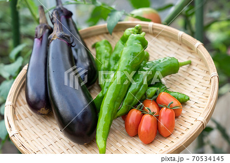 野菜の盛り合わせ 夏野菜の収穫 (7月) 家庭菜園 野菜の盛り合わせ 夏野菜の収穫 (7月) 家庭菜園 70534145
