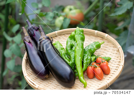 野菜の盛り合わせ 夏野菜の収穫 (7月) 家庭菜園 野菜の盛り合わせ 夏野菜の収穫 (7月) 家庭菜園 70534147