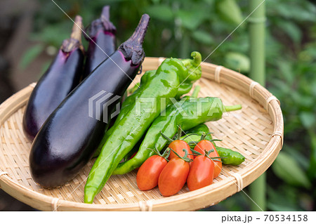 野菜の盛り合わせ　夏野菜の収穫　（7月）　家庭菜園 70534158