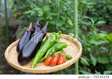 野菜の盛り合わせ　夏野菜の収穫　（7月）　家庭菜園 70534159