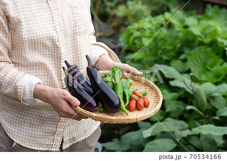 夏野菜の収穫 女性 7月 家庭菜園の写真素材