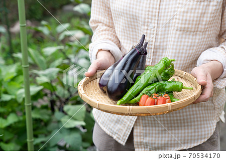 夏野菜の収穫 女性 (7月) 家庭菜園 夏野菜の収穫 女性 (7月) 家庭菜園 70534170